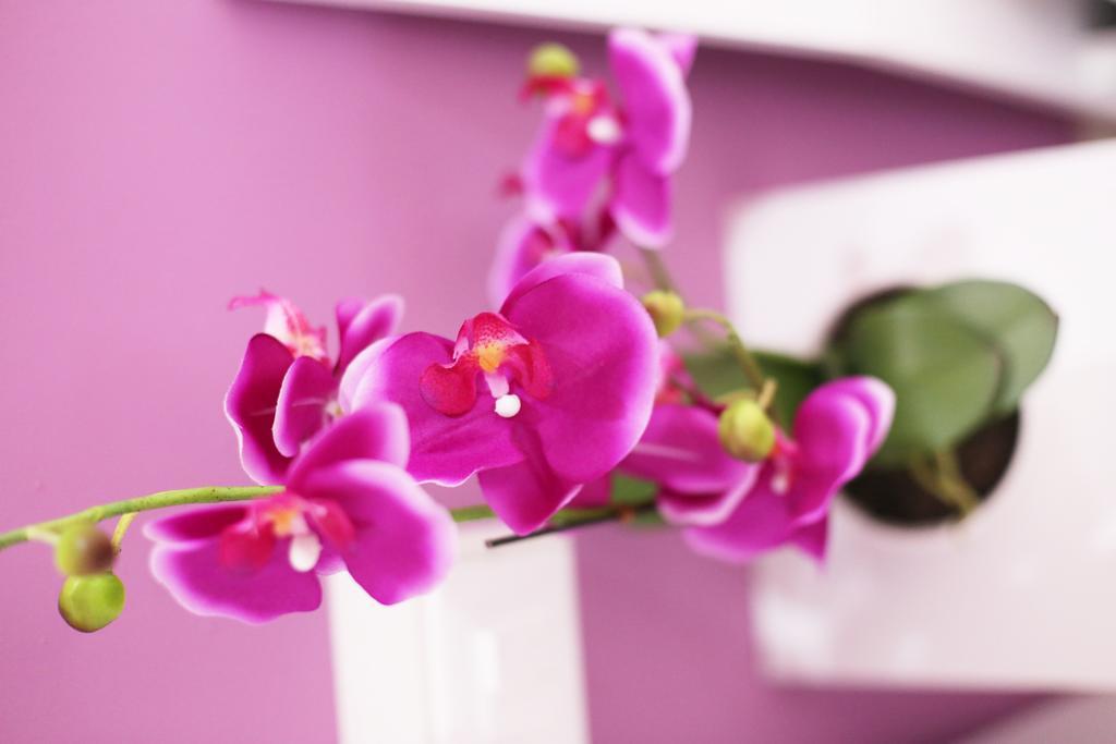 רומא Iris Room חדר תמונה